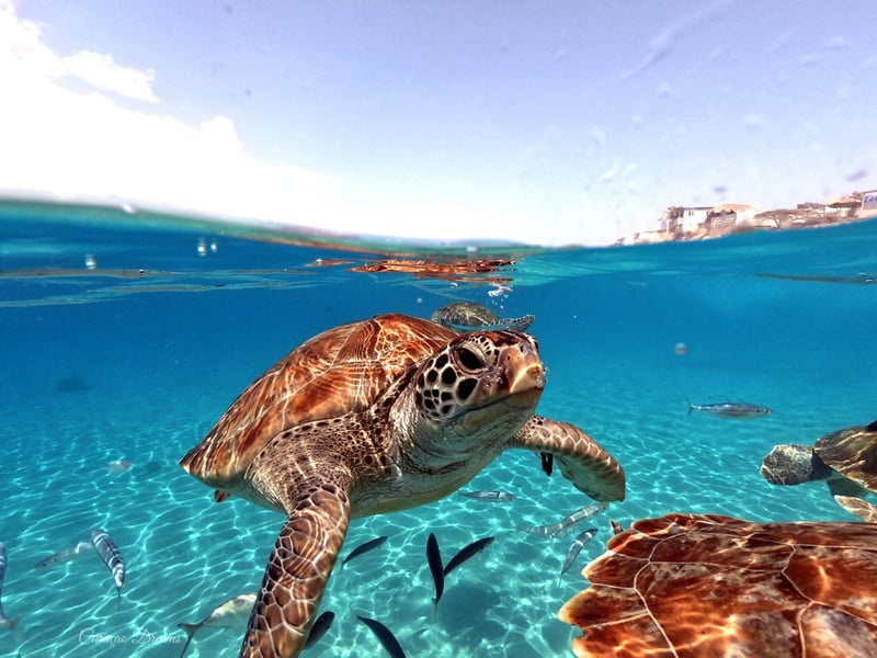 Sea turtle